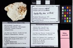 Foto (Objket + Etiketten) von Galatheites zitteli (Moericke, 1889) 